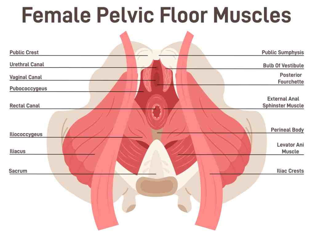 Pelvic floor muscles